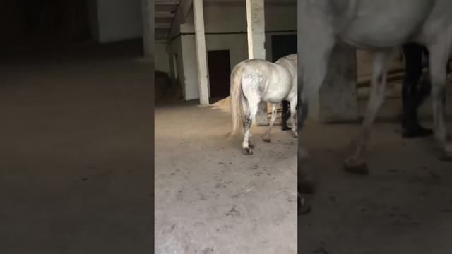 Конный спорт?/лошадь\ смотреть онлайн
