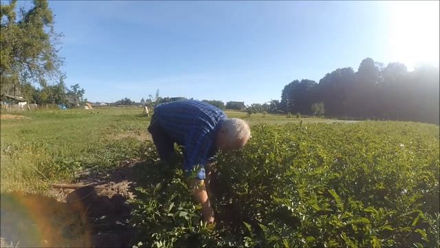 Гречиха и картошка. смотреть онлайн