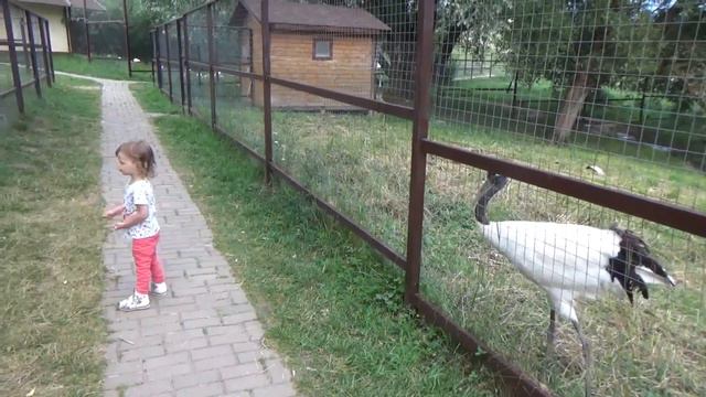 VLOG КОНТАКТНЫЙ ЗООПАРК ПАРК ПТИЦ СОФИЯ ДРАЗНИТ ОВЕЧЕК и ГиГаНтСкИй ПАВЛИН смотреть онлайн