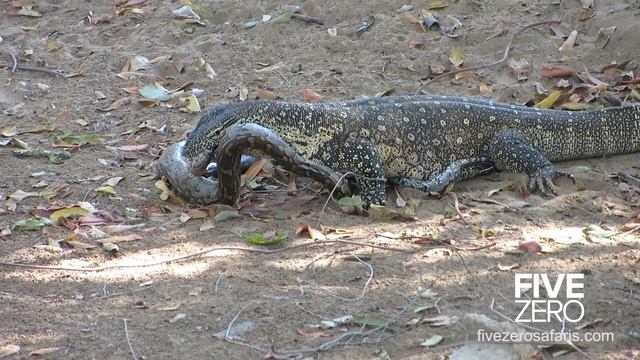Monitor Lizard vs Python смотреть онлайн