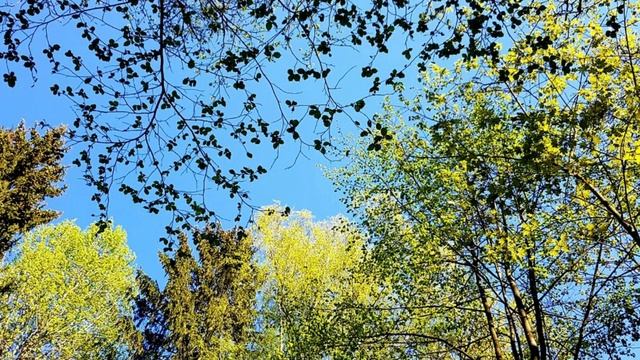 ПЕНИЕ ЛЕСНЫХ ПТИЦ. УРОК 11. УЧИМ ПОПУГАЯ ПЕТЬ КРАСИВЫЕ ТРЕЛИ! смотреть онлайн