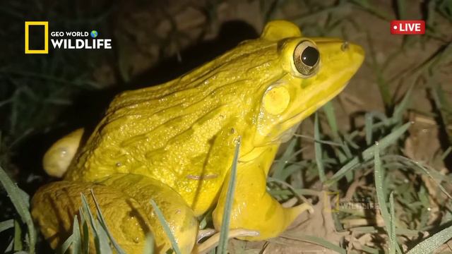 Yellow Frog | Asian Bullfrog | Frog Sounds | Biology Video | Natural Documentary.