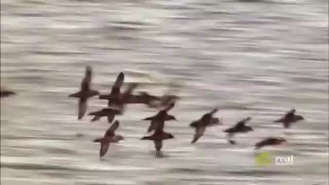 Stewart Island Cruises New Zealand смотреть онлайн