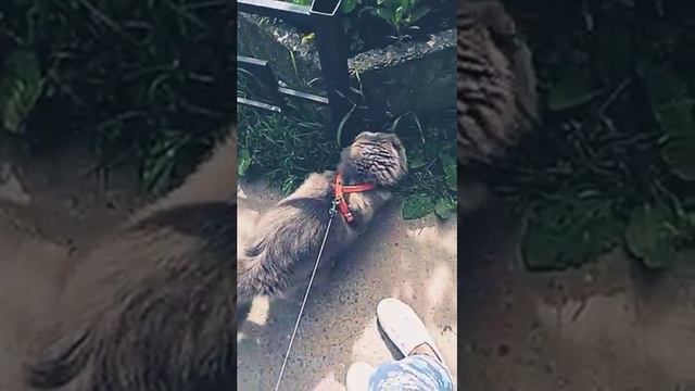 Как вам мой кот Вася? Это то имя в название моего канала. И и мой кот 🐈🐱😍😍😍 смотреть онлайн