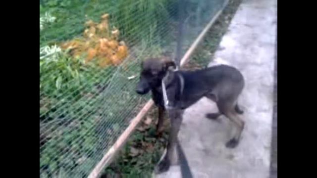 Руслан. Первая прогулка на поводке.14октября 2012г смотреть онлайн