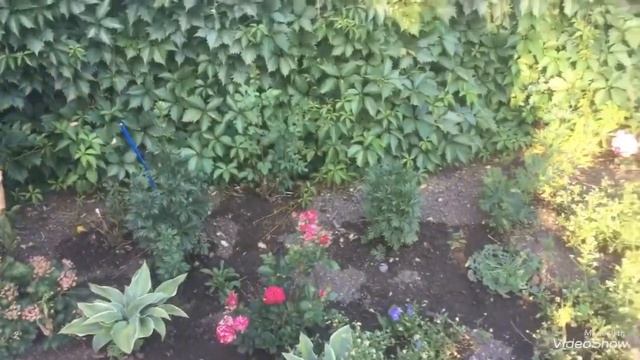 Размножаю хризантемы из подарочного букета. смотреть онлайн