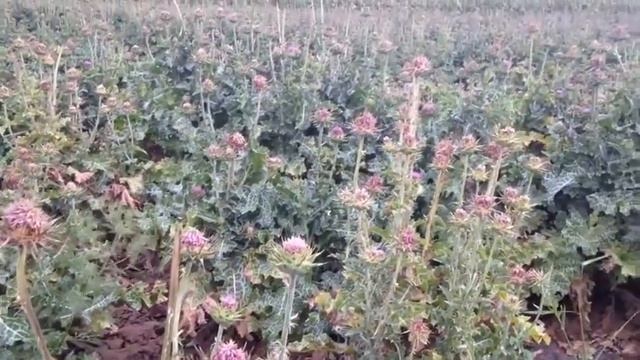 Сделай Сам для Гармонии