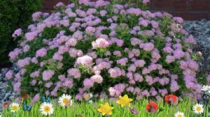 Спирея японская Литл Принцесс ? Обзор: посадка и уход. саженцы спиреи: описание и особенности