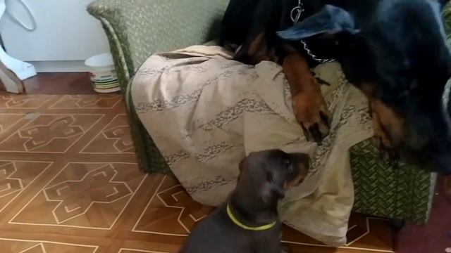 мама доберман и щенки 28 дней смотреть онлайн