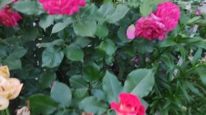 Обильноцветущие розы. Супер цветение розы Мидсаммер ,? (Midsummer)