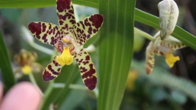 Species Ansellia gigantea - REVIEW смотреть онлайн