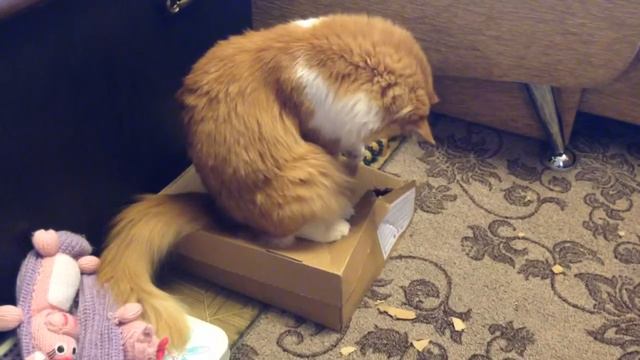 Кот ест коробку смотреть онлайн