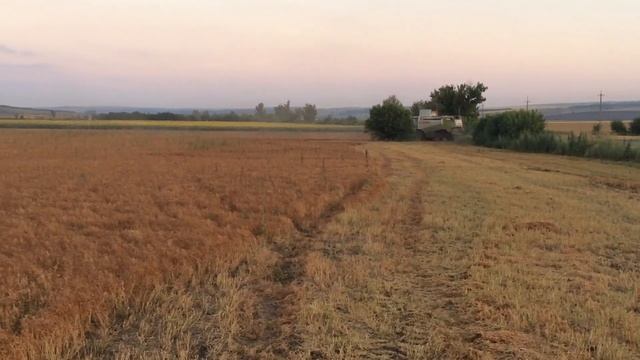 Выращивание чечевицы. Уборка, часть 1. 12.07.18 смотреть онлайн