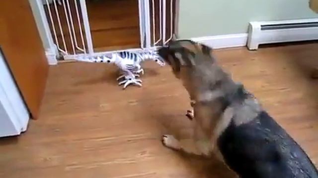 Немецкая Овчарка против робота смотреть онлайн