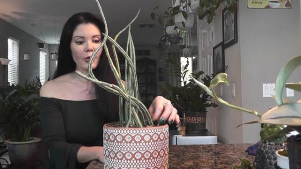 Pickle Plant (Senecio stapeliiformis)