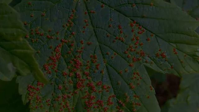 Вредители винограда смотреть онлайн