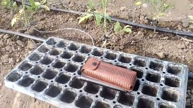 Томат Пинк Буш второй оборот,высадка рассады. смотреть онлайн