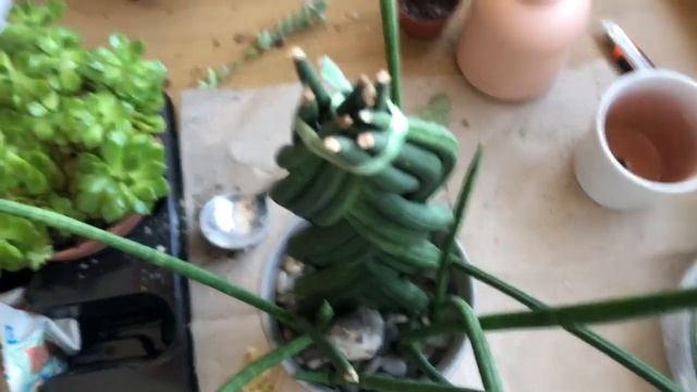 Как пересадить сансевиерию Косичку / Цилиндрическая сансевьера