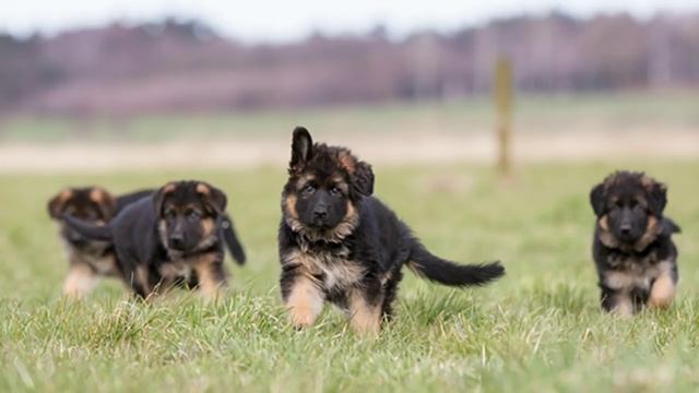 German Shepherd Diet Plan | In Hindi | German shepherd chart смотреть онлайн