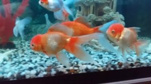 золотые рыбки лечение
