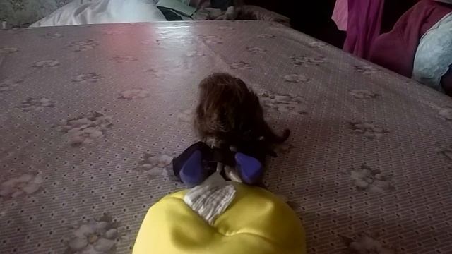 Клип на песню "Нервы-Глупая" смотреть онлайн