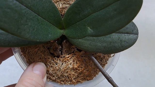 Моя позабытая орхидеечка Дасти Бель БАБОЧКА парфюмерка удивила.🌺🍀 смотреть онлайн