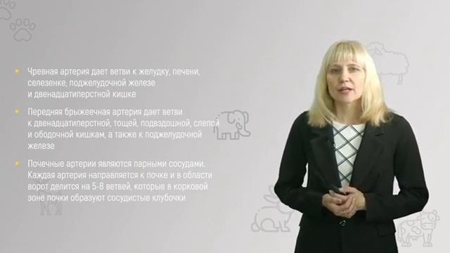 4 3 Основные артерии кругов кровообращения смотреть онлайн