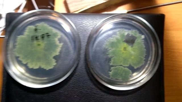 Глобиома Биота Макс смотреть онлайн