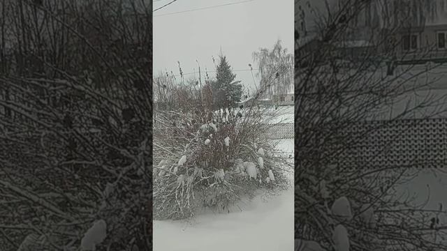 Воробьиные игры. Можно часами сидеть и наблюдать. смотреть онлайн