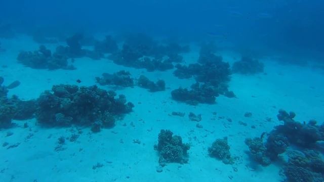 White Tip Shark (Акула Белоперая) смотреть онлайн