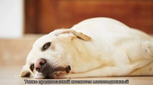 Собака не какает: что делать если не ходит в туалет уже сутки