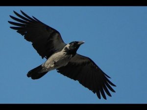 Казачья песня - Черный ворон! Душевно!!!