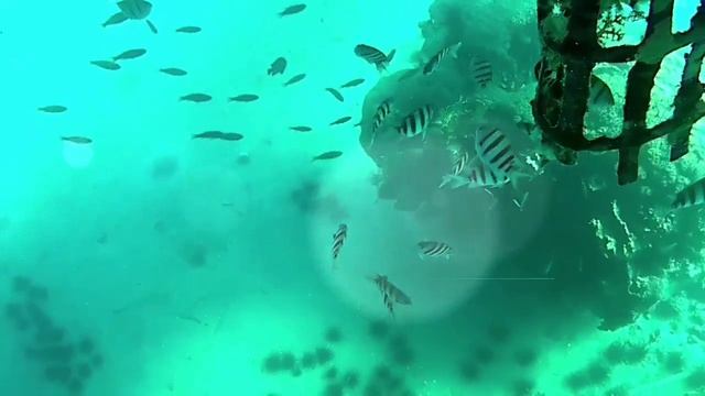 dolphin reef Eilat february 2018 смотреть онлайн