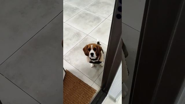 Как избавиться от шерсти в доме?? #shorts смотреть онлайн