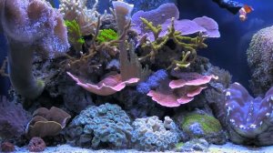 Аквариум. Тропические рыбки #7 - Заставка для ТВ