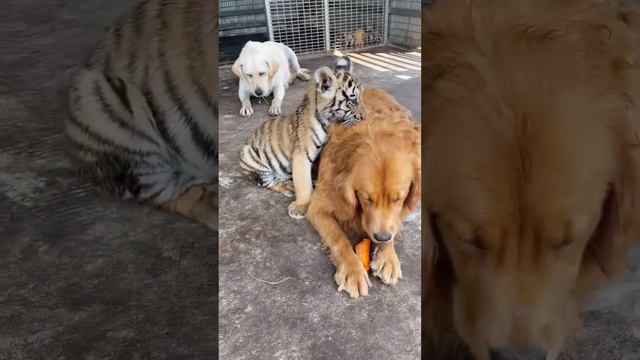 🐯🐯🐯with friends #tigercub #tiger #kitten #foryou #fpy #cute #kitty смотреть онлайн