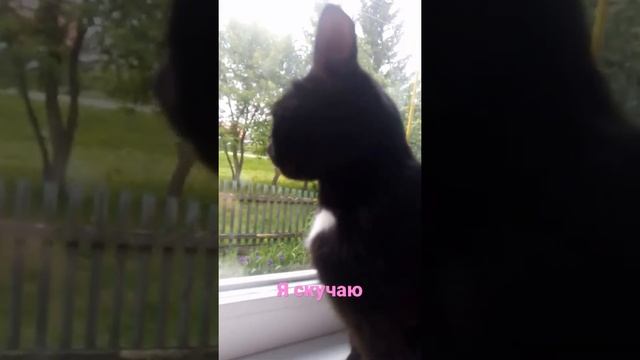 пушинка скучает по кокосу мурке и ваське смотреть онлайн
