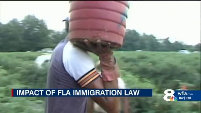How farmers say Florida's new immigration bill could impact agricultural industry смотреть онлайн