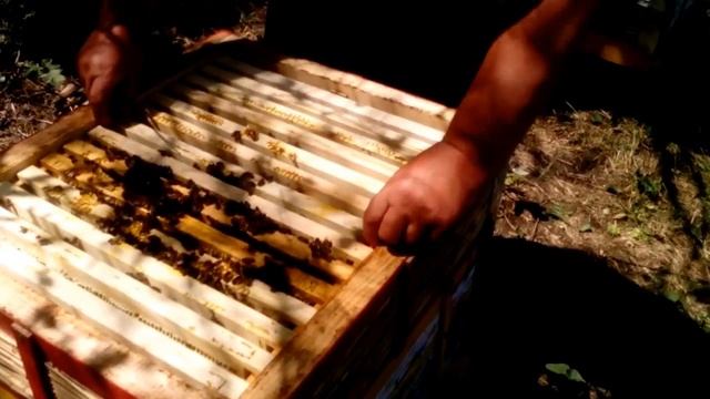 11. Beekeeping. Двух маточные отводки. Цветет подсолнух.