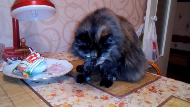 VID 20161221 183945 Бася ест семечки смотреть онлайн