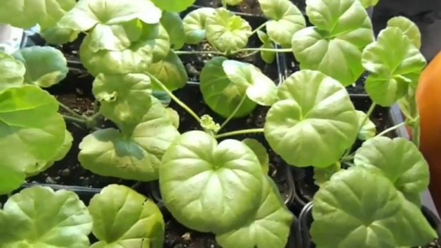 ВЫРАЩИВАНИЕ ПЕЛАРГОНИИ ИЗ СЕМЯН. ВЕСЬ ПЕРИОД ДО ЦВЕТЕНИЯ. смотреть онлайн