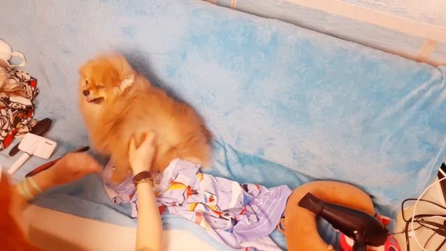 Как я сушу шпица. Как красиво высушить шпица феном в домашних условиях. смотреть онлайн