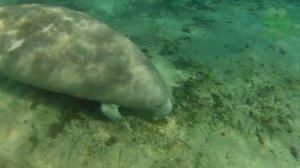 Ламантины интересные факты, животные Южной Америки,  Амазонский ламантин