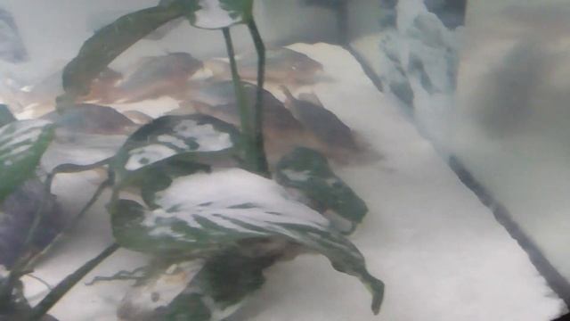 Corydoras coppenamensis, Corydoras sipaliwini & Brochis multiradiatus смотреть онлайн