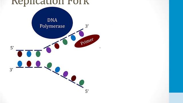 Cell Biology - 1. Molecular Biology - 1.DNA Replication Atf