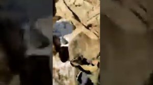 Жёсткое нападение тигра на охотника #тигра #охота