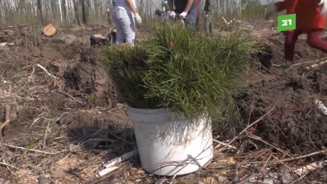 Челябинские волонтеры высадили молодые деревья в Шершневском лесничестве смотреть онлайн
