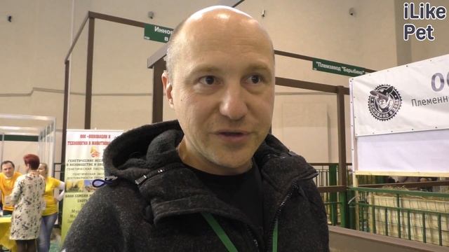 Романовская овца. Особенности породы, уход на Ilike.pet