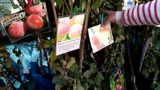 Если хотите хорошие саженцы? Рынок Тухачевский г. Ставрополь! Здесь ждут Вас ваши фрукты?? смотреть онлайн