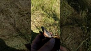 Какой дробью стрелять утку